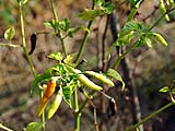 Chillies growing in the kitchen garden, Mae Hong Son