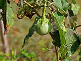 Thai eggplants growing in the kitchen garden, Mae Hong Son