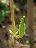 Okra growing in the kitchen garden, Mae Hong Son