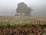 Morning mist on the rice paddies, Mae Hong Son