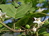 Pea eggplant blossoms, Mae Hong Son
