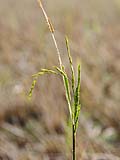 A few unharvested rice grains, Mae Hong Son