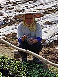 Tending seedlings, Mae Hong Son