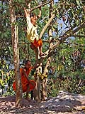 Young monks playing in a tree, Wat Phra That Doi Kong Mu, Mae Hong Son