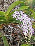 Wild orchids, Mae Sa Valley Resort
