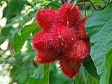 Anatto pods for red dye, Pa-Da Cotton Textile Museum