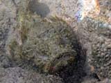 Scorpionfish ugly face