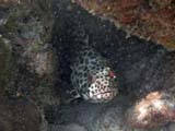 Longfin Grouper hiding