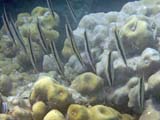Shrimpfish at the Koh Poda reef