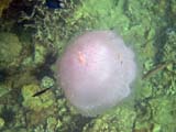 Pink jellyfish (Bamboo Island)