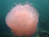 Pink jellyfish (Bamboo Island)