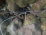 Spiny Lobster Reaching for Camera (Bamboo Island)