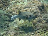 Skittish Pufferfish