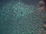 Small fish swarming in cave
