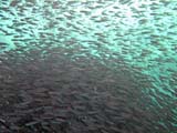 Small fish swarming in cave