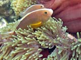 Anemonefish (Ao Ling)