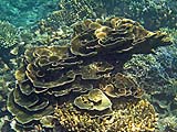 Roti-like leaf coral at Ao Suthep