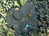 Clown Anemonefish (Nemo)