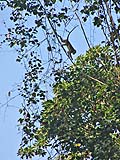 Monkey in a tree across the parking lot at Borripat Waterfall