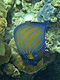 Blue-ring Angelfish in Ao Chong Khad, Koh Surin