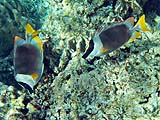 Magnificent Rabbitfish in Ao Chong Khad, Koh Surin