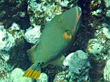 Orange-striped Triggerfish in Ao Chong Khad, Koh Surin