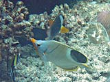 Saddleback Butterflyfish in Ao Chong Khad, Koh Surin