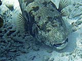 Star Pufferfish in Ao Chong Khad, Koh Surin