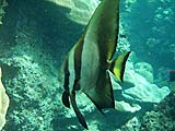 Batfish in Ao Mae Yai, Koh Surin