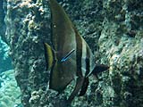 Batfish in Ao Mae Yai, Koh Surin