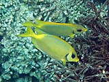Blue-spotted rabbitfish pair in Ao Mae Yai, Koh Surin