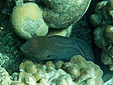 Giant moray eel in Ao Mae Yai, Koh Surin