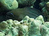Giant moray eel in Ao Mae Yai, Koh Surin