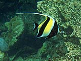 Moorish idol in Ao Mae Yai, Koh Surin