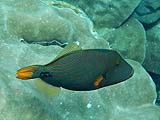 Orange-striped triggerfish in Ao Mae Yai, Koh Surin
