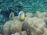 Oval butterflyfish in Ao Mae Yai, Koh Surin