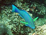 Parrotfish in Ao Mae Yai, Koh Surin