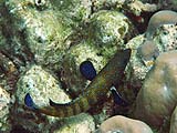 Peacock grouper in Ao Mae Yai, Koh Surin
