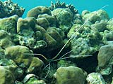 Spiny lobster in Ao Mae Yai, Koh Surin