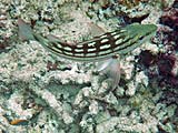 Checkered Snapper in Ao Mai Ngam, Koh Surin