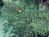 Clown Anemonefish in Ao Mai Ngam, Koh Surin