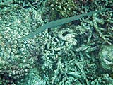 Cornetfish in Ao Mai Ngam, Koh Surin