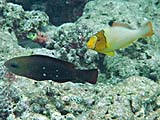 Diverse Parrotfish in Ao Mai Ngam, Koh Surin