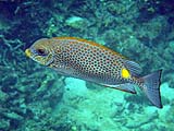 Golden Rabbitfish in Ao Mai Ngam, Koh Surin