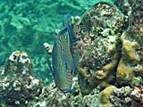 Lined Surgeonfish in Ao Mai Ngam, Koh Surin