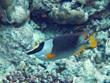 Magnificent Rabbitfish in Ao Mai Ngam, Koh Surin