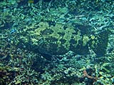 Malabar Grouper in Ao Mai Ngam, Koh Surin