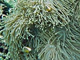 Orange Anemonefish in Ao Mai Ngam, Koh Surin