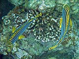 Oriental Sweetlips in Ao Mai Ngam, Koh Surin