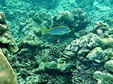 Oriental Sweetlips in Ao Mai Ngam, Koh Surin